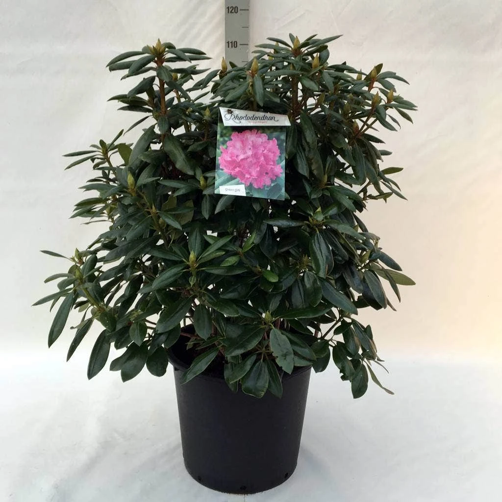 Rhododendron (Rhododendron 'Roseum Elegans') - Afbeelding 11
