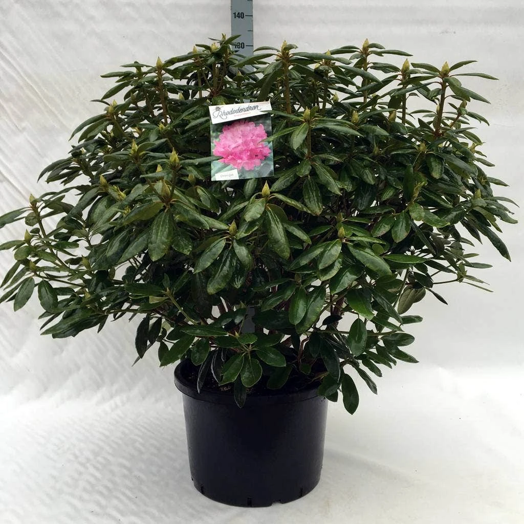 Rhododendron (Rhododendron 'Roseum Elegans') - Afbeelding 14