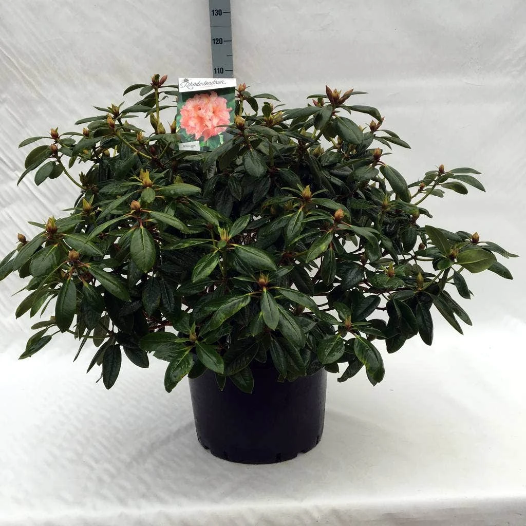 Rhododendron (Rhododendron 'Virginia Richards') - Afbeelding 8