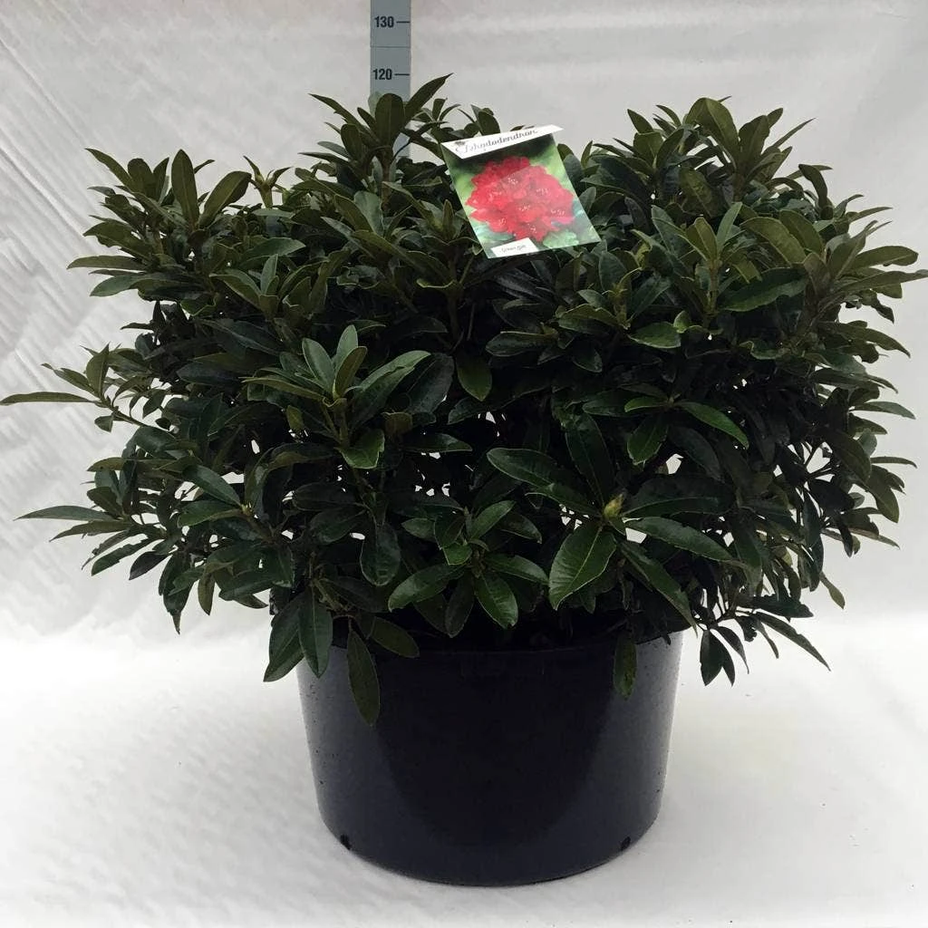 Rhododendron (Rhododendron 'Wilgen's Ruby') - Afbeelding 17