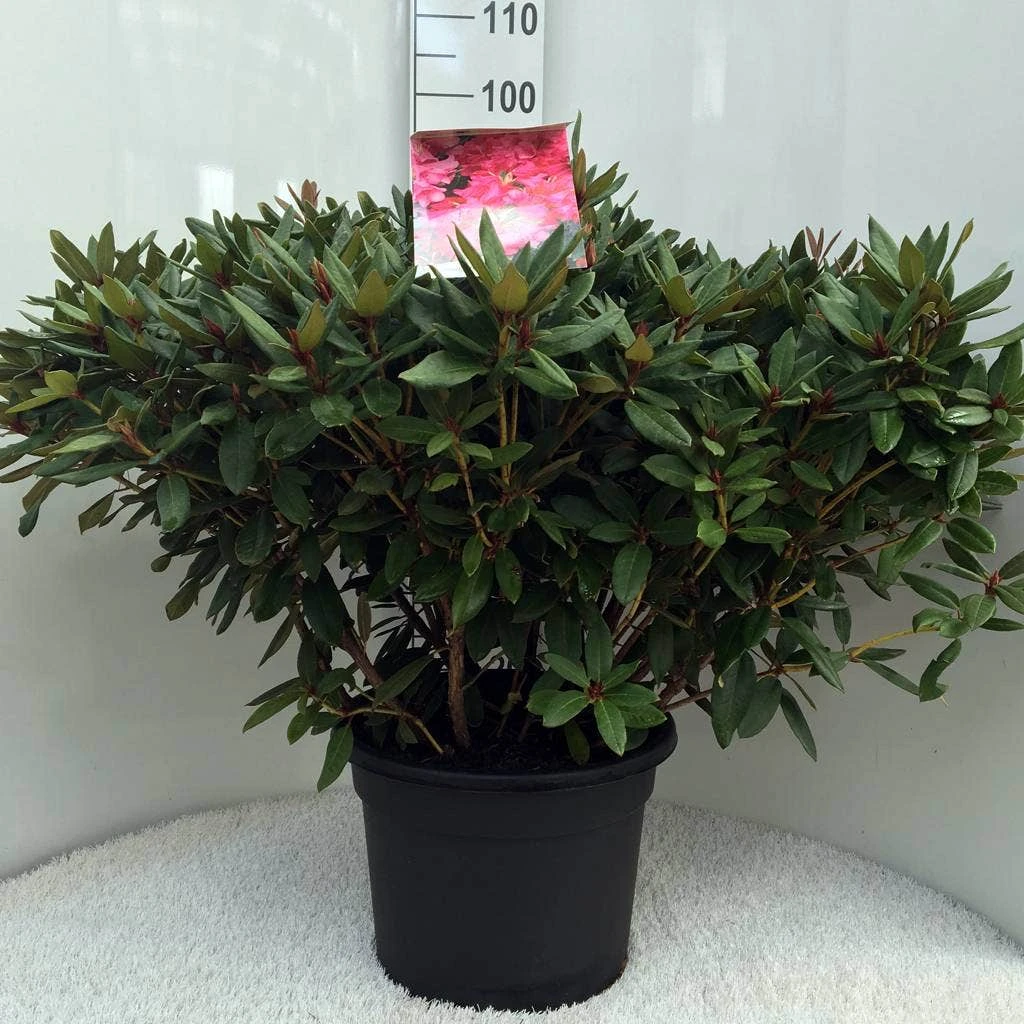 Rhododendron (Rhododendron 'Winsome') - Afbeelding 7