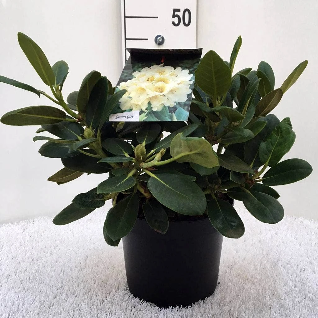 Rhododendron (Rhododendron 'Flava') - Afbeelding 2