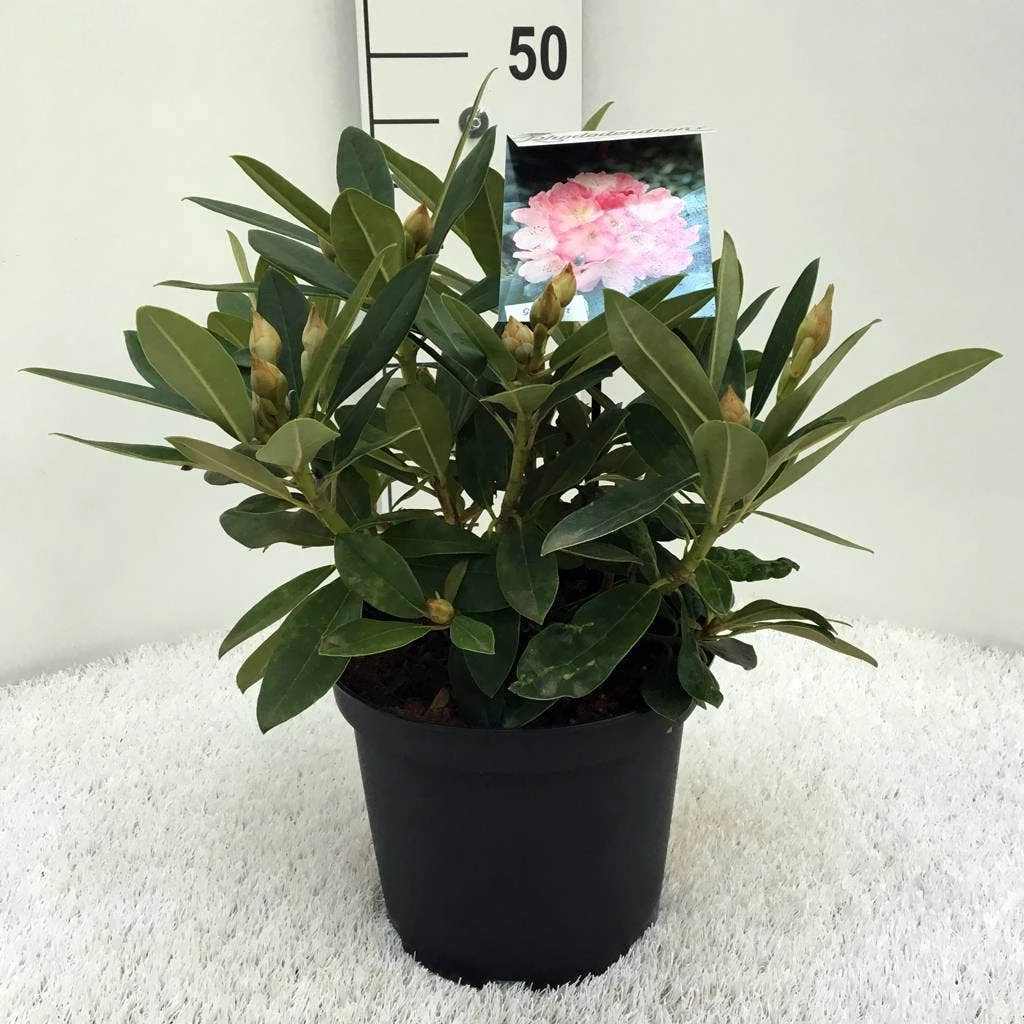 Rhododendron (Rhododendron 'Percy Wiseman') - Afbeelding 10