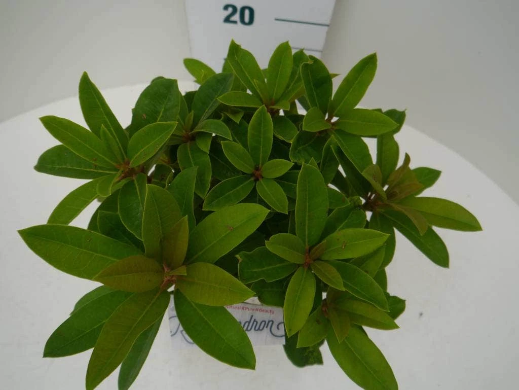 Rhododendron (Rhododendron 'Red Jack') - Afbeelding 4