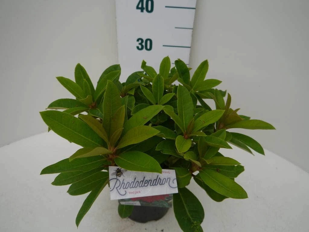 Rhododendron (Rhododendron 'Red Jack') - Afbeelding 5