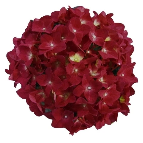 Hortensia Red Reggae (Hydrangea 'Music Collection') - Afbeelding 2