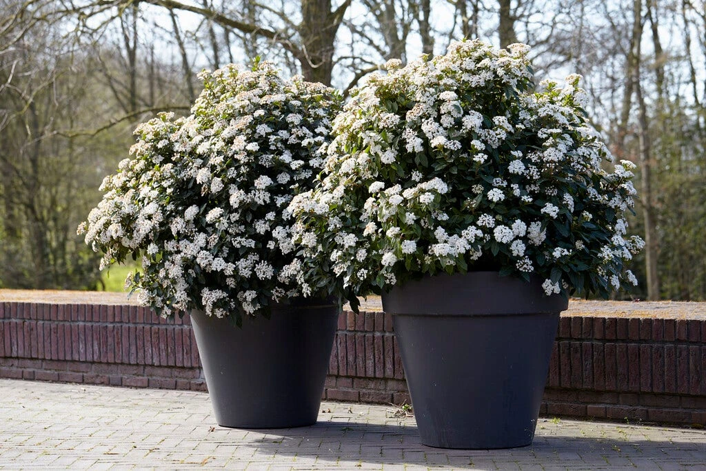 Groenblijvende Sneeuwbal (Viburnum Tinus 'Eve Price') - Afbeelding 2