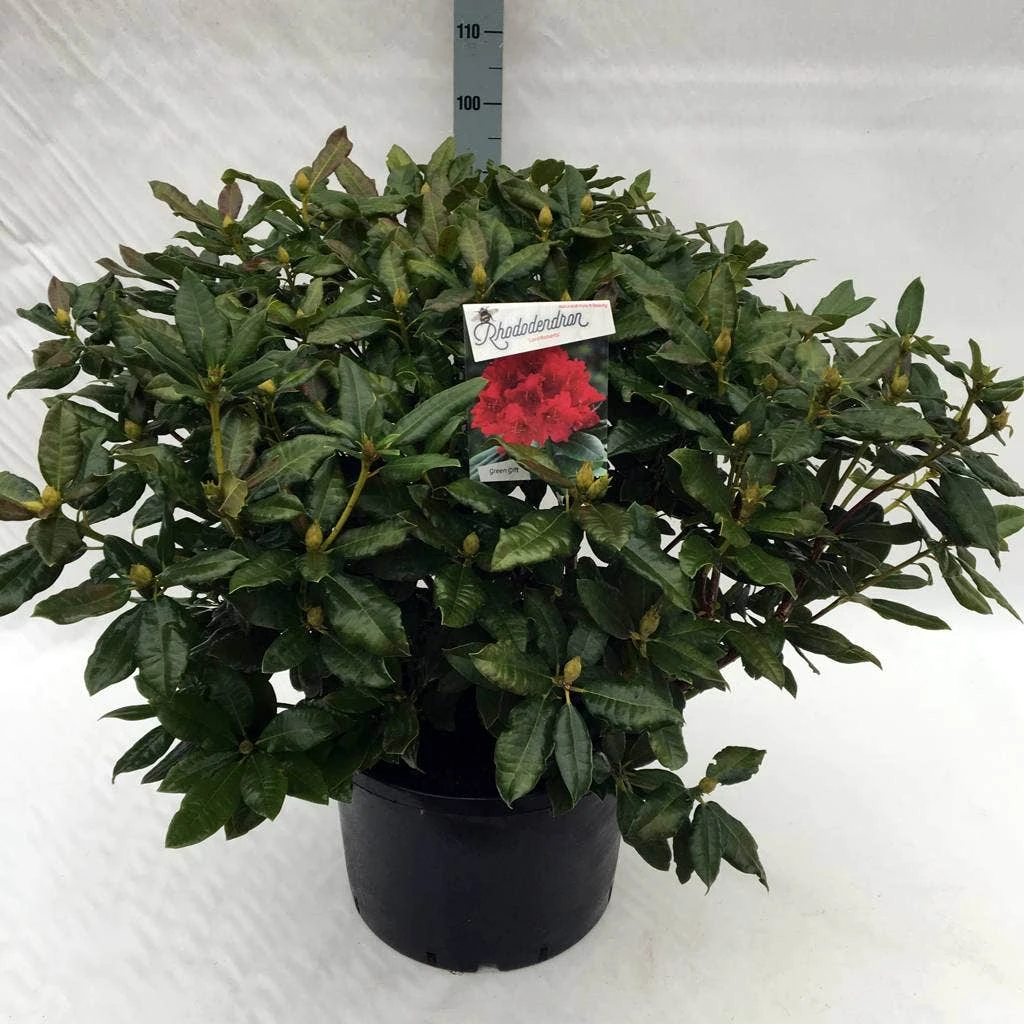 Rhododendron (Rhododendron 'Lord Roberts') - Afbeelding 6