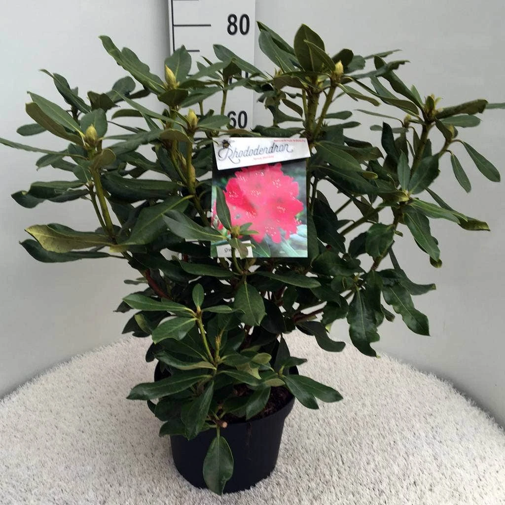 Rhododendron (Rhododendron 'Nova Zembla') - Afbeelding 9