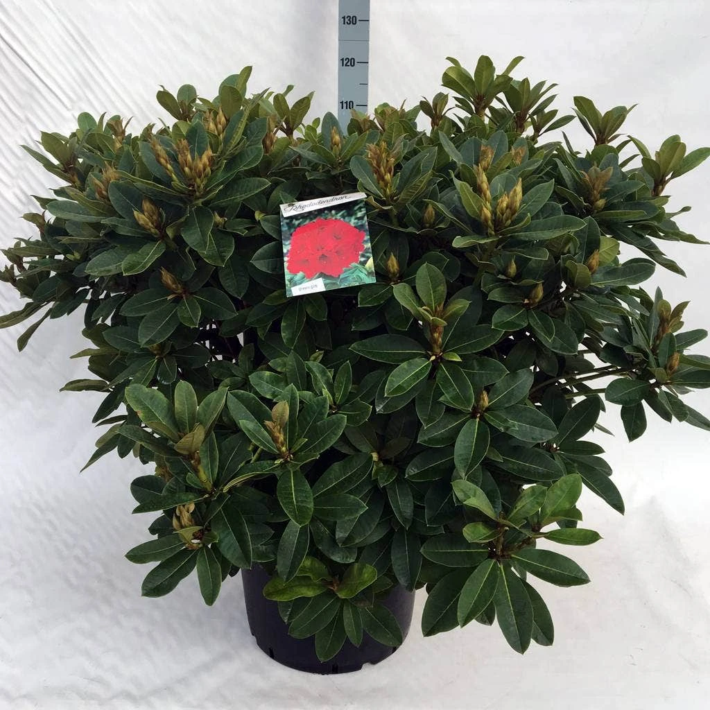 Rhododendron (Rhododendron 'Red Jack') - Afbeelding 16