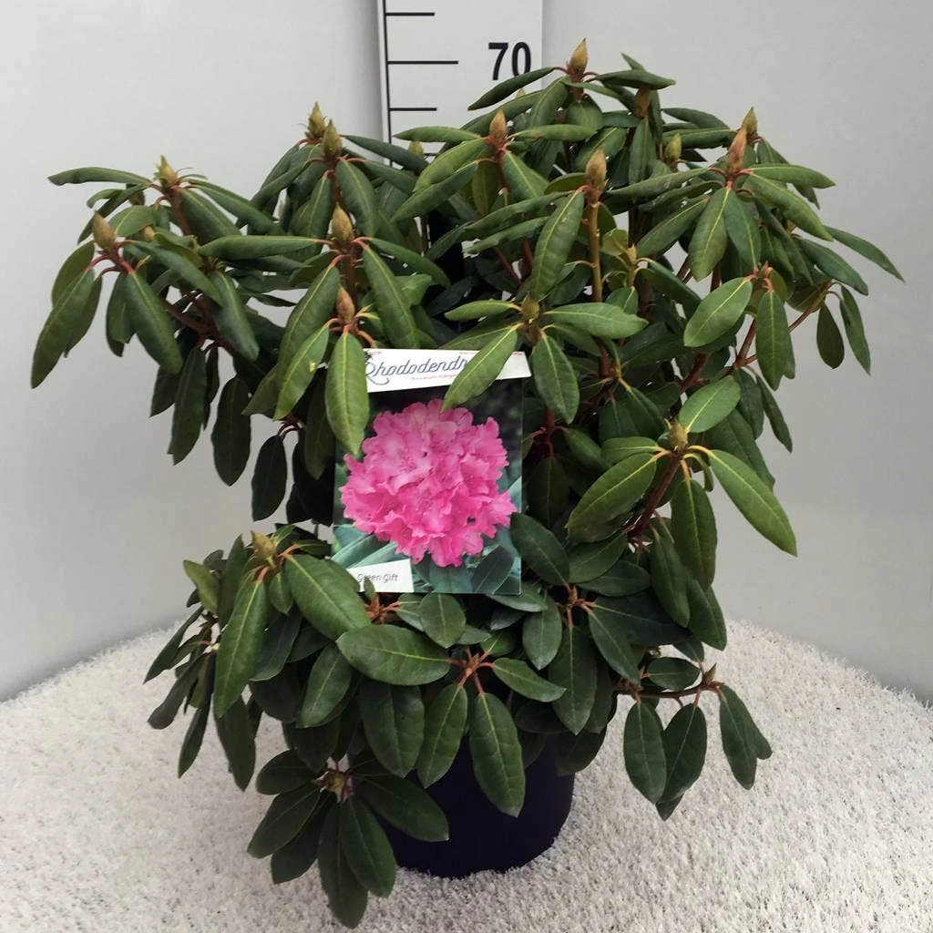 Rhododendron (Rhododendron 'Roseum Elegans') - Afbeelding 4