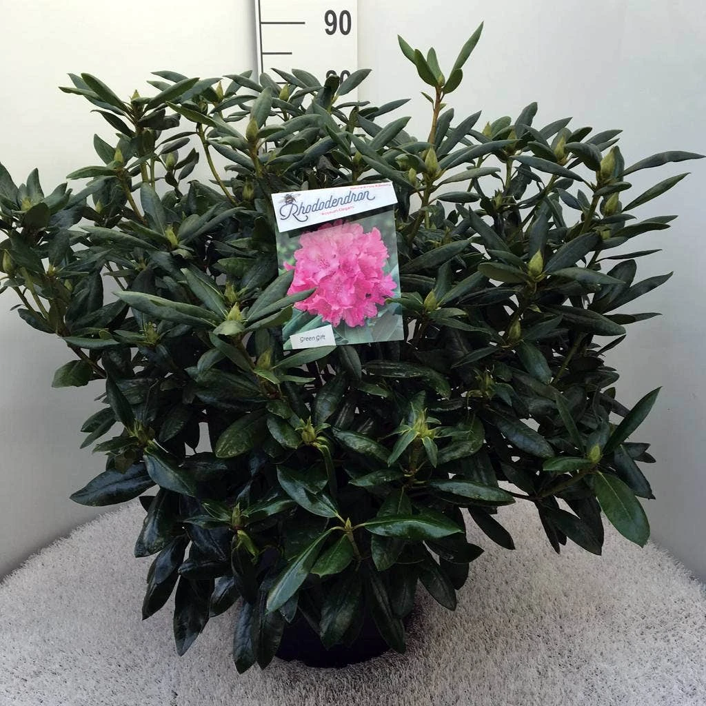 Rhododendron (Rhododendron 'Roseum Elegans') - Afbeelding 8