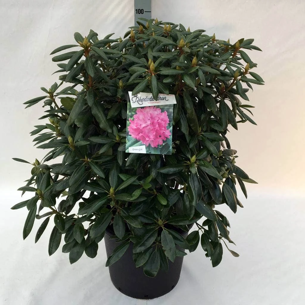 Rhododendron (Rhododendron 'Roseum Elegans') - Afbeelding 12