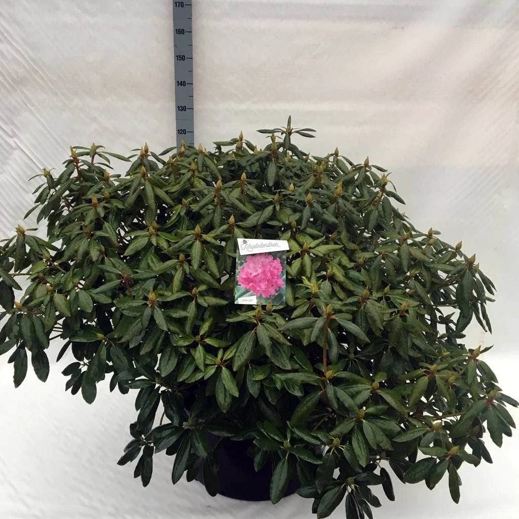 Rhododendron (Rhododendron 'Roseum Elegans') - Afbeelding 16