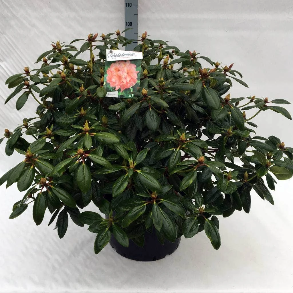 Rhododendron (Rhododendron 'Virginia Richards') - Afbeelding 7