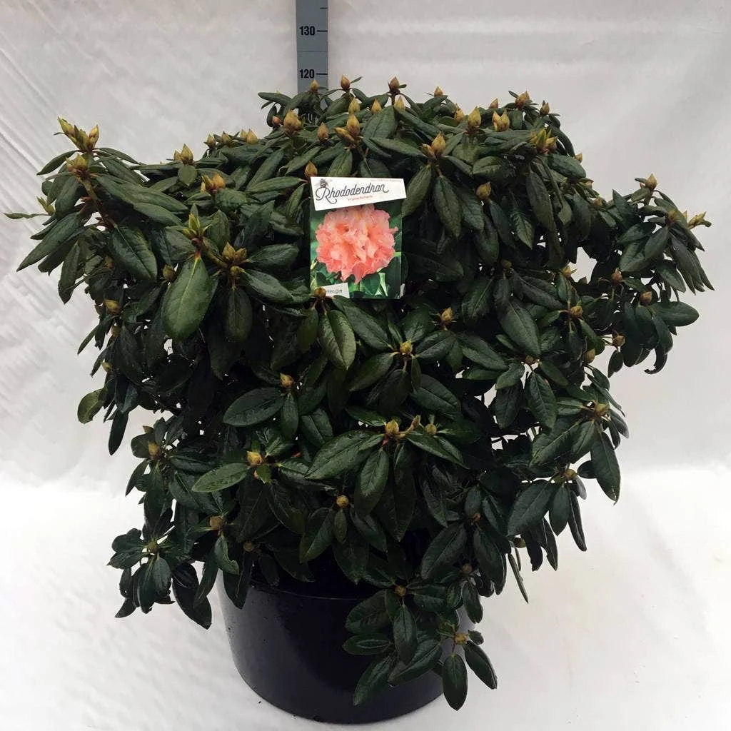 Rhododendron (Rhododendron 'Virginia Richards') - Afbeelding 10