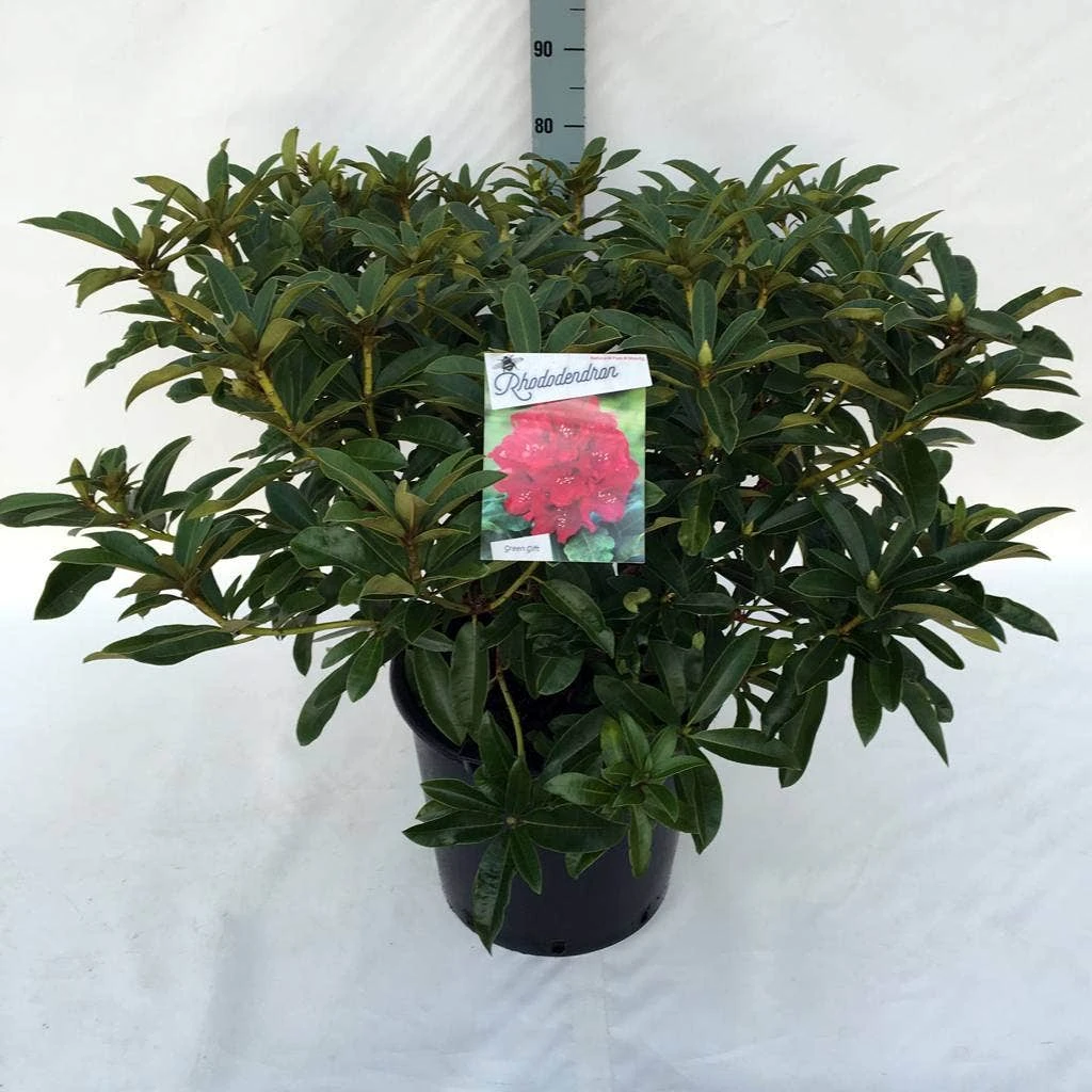 Rhododendron (Rhododendron 'Wilgen's Ruby') - Afbeelding 10