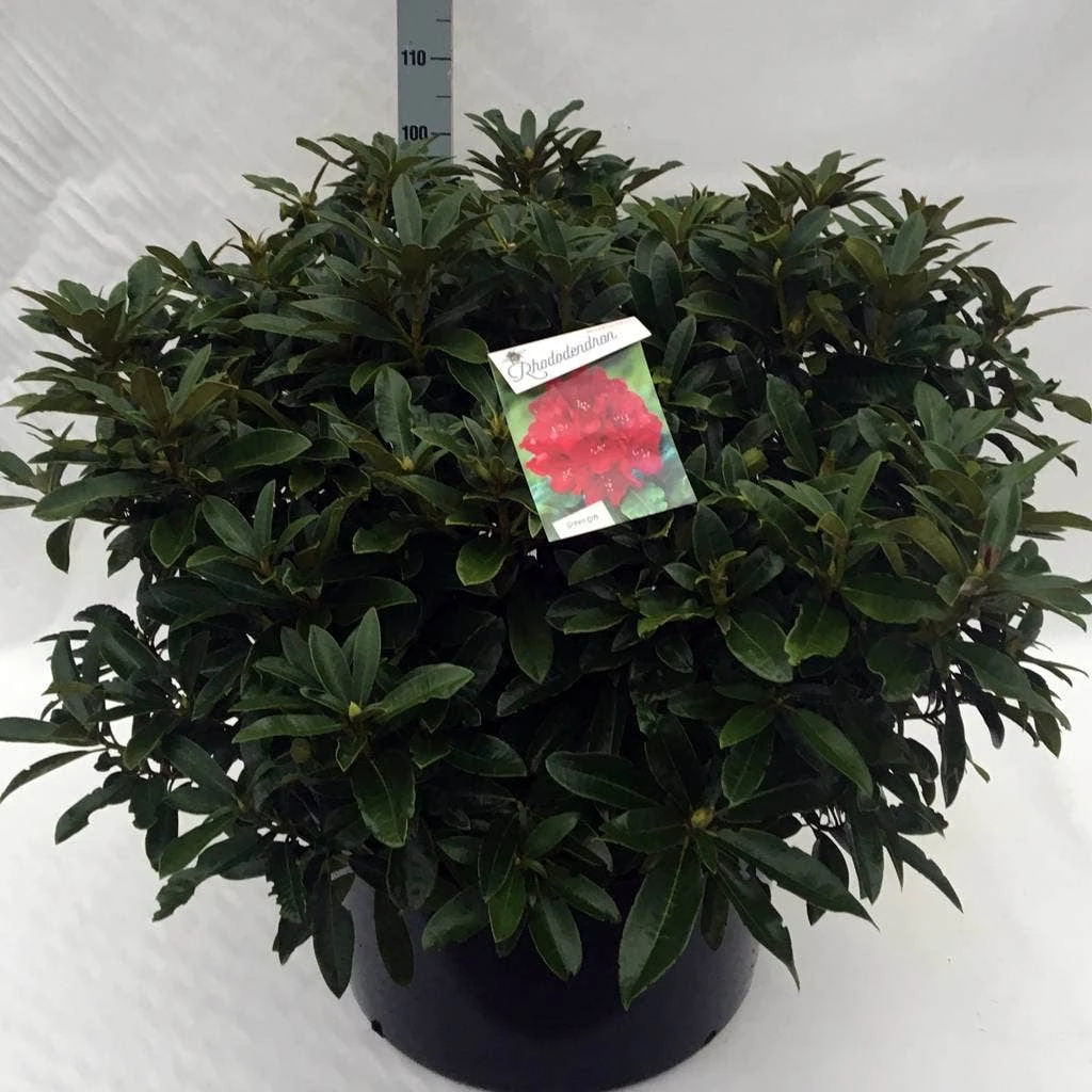 Rhododendron (Rhododendron 'Wilgen's Ruby') - Afbeelding 16