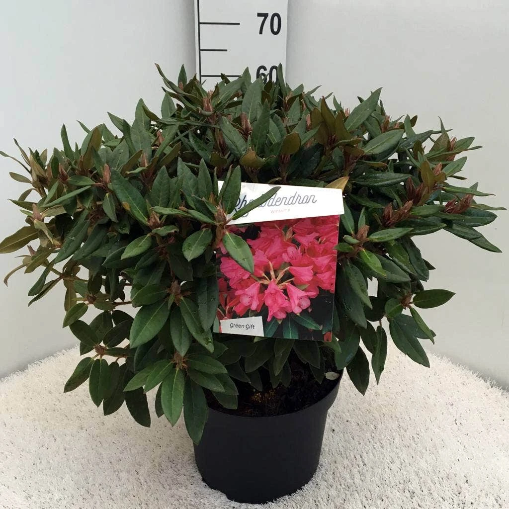 Rhododendron (Rhododendron 'Winsome') - Afbeelding 3