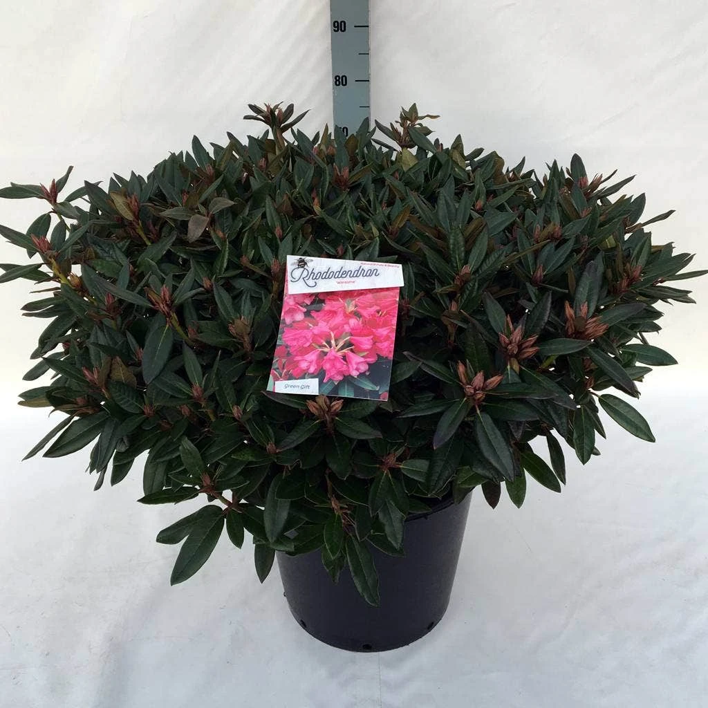 Rhododendron (Rhododendron 'Winsome') - Afbeelding 9