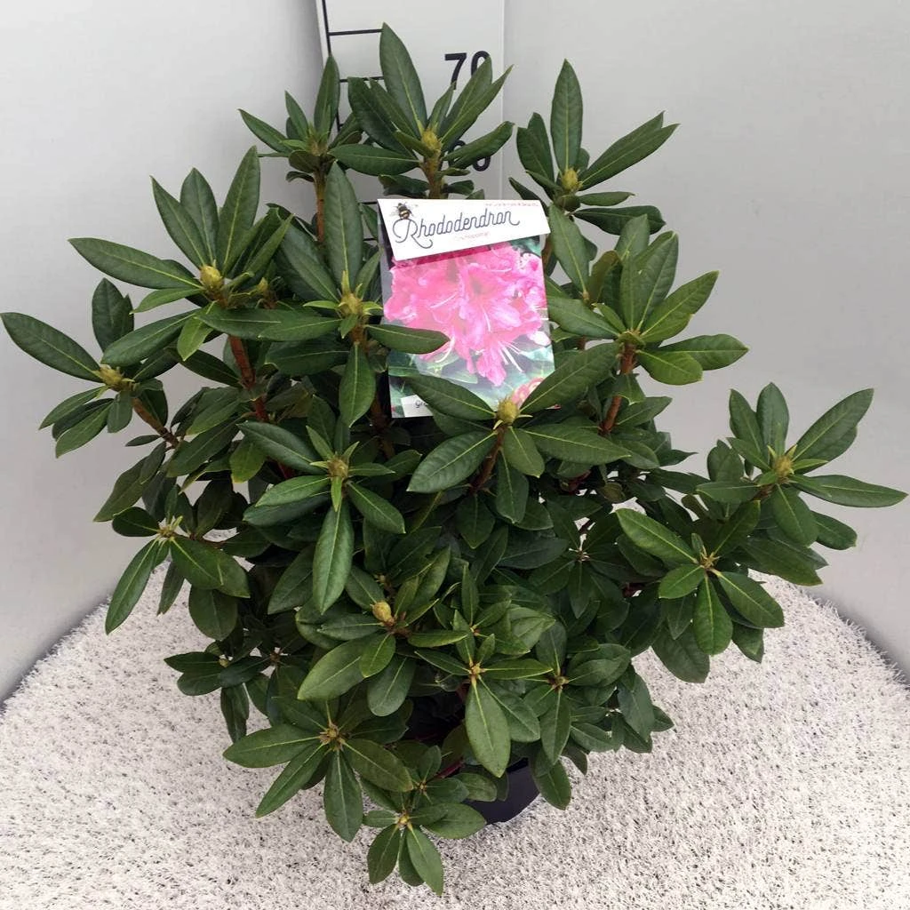 Rhododendron (Rhododendron 'Cosmopolitan') - Afbeelding 7