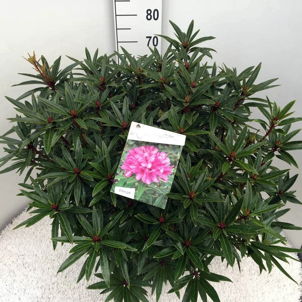 Rhododendron (Rhododendron 'Graziella') - Afbeelding 8