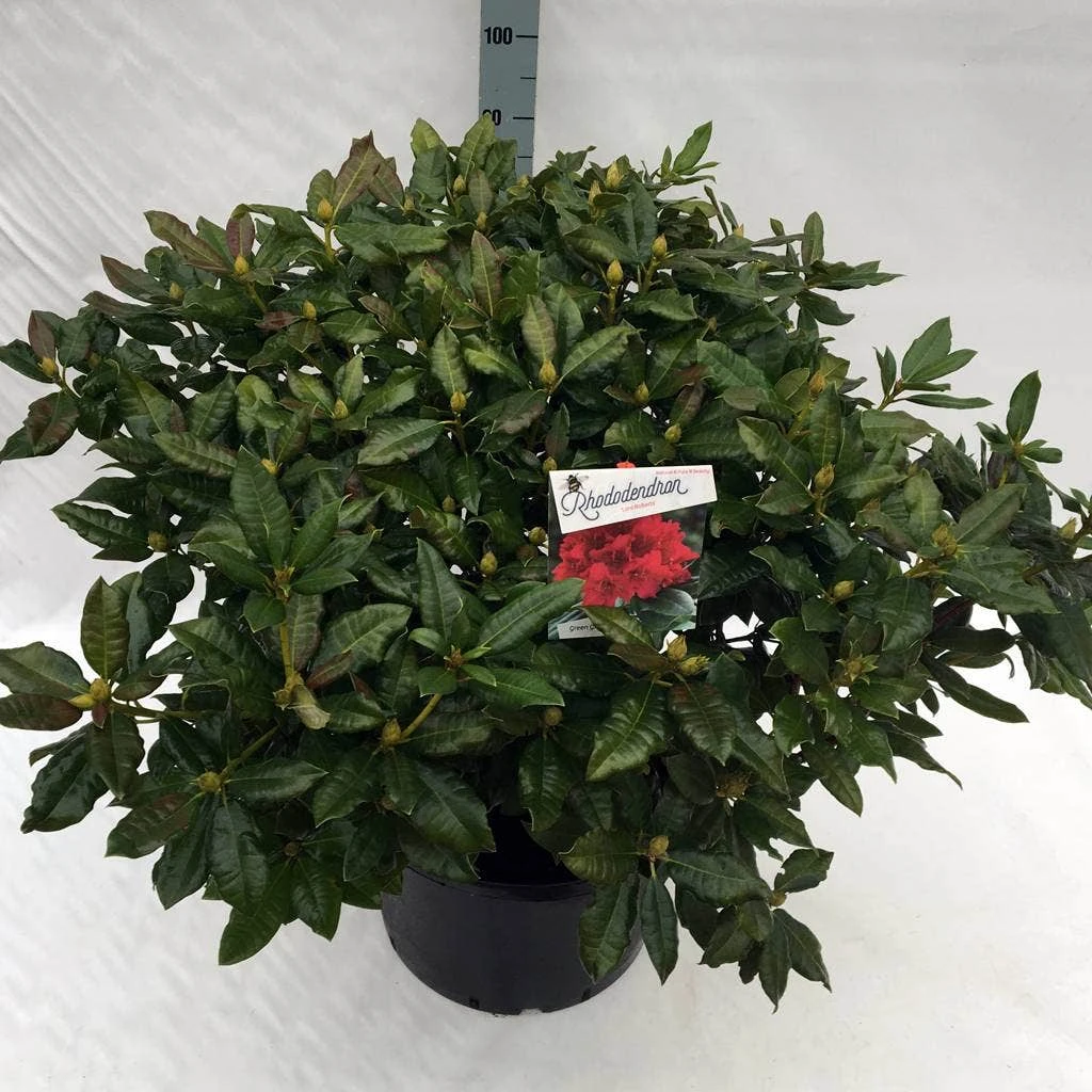Rhododendron (Rhododendron 'Lord Roberts') - Afbeelding 5