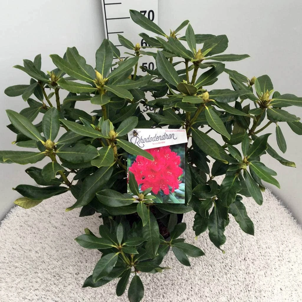 Rhododendron (Rhododendron 'Nova Zembla') - Afbeelding 8