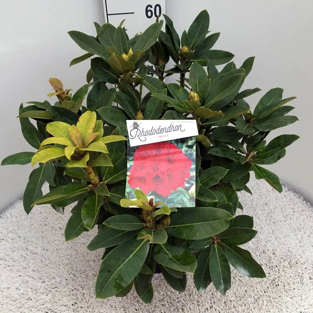 Rhododendron (Rhododendron 'Red Jack') - Afbeelding 6