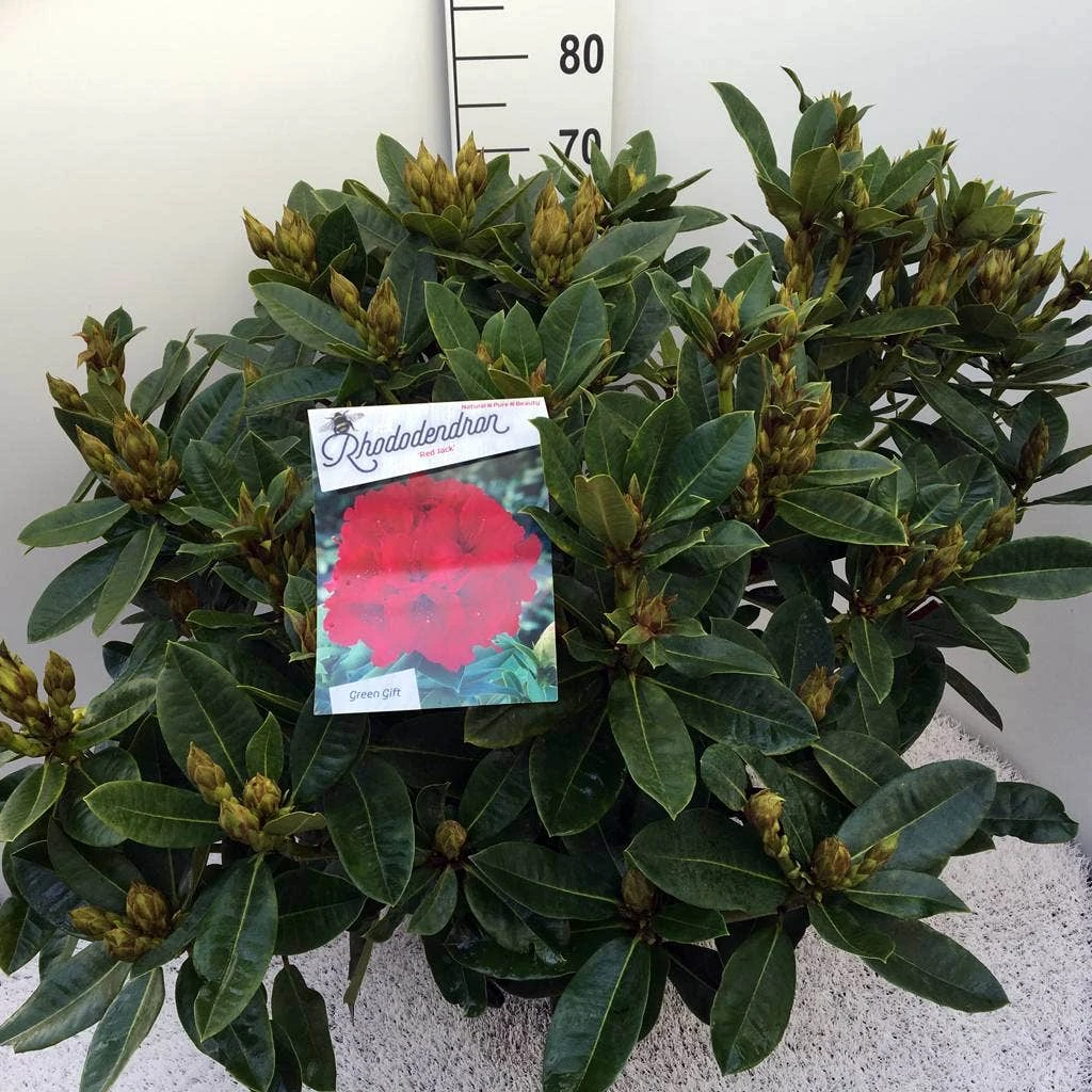 Rhododendron (Rhododendron 'Red Jack') - Afbeelding 9