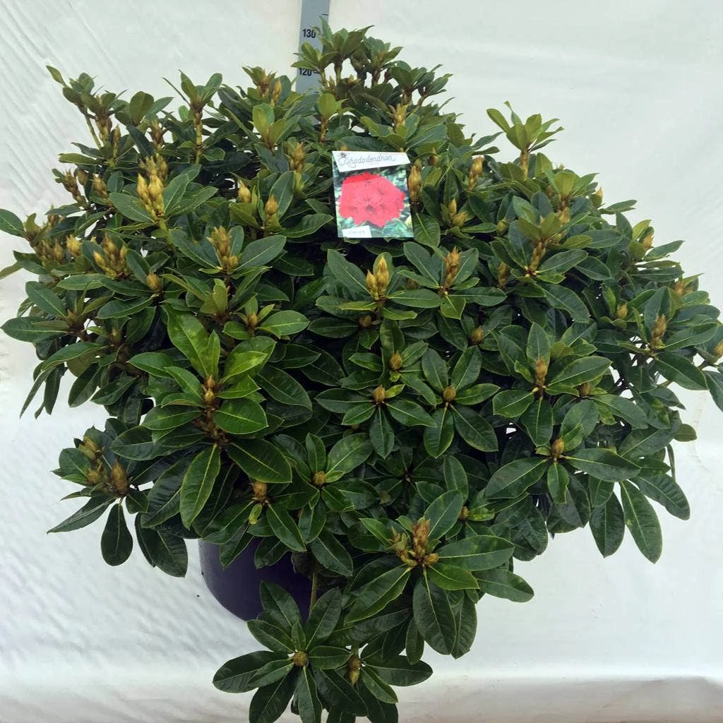 Rhododendron (Rhododendron 'Red Jack') - Afbeelding 18