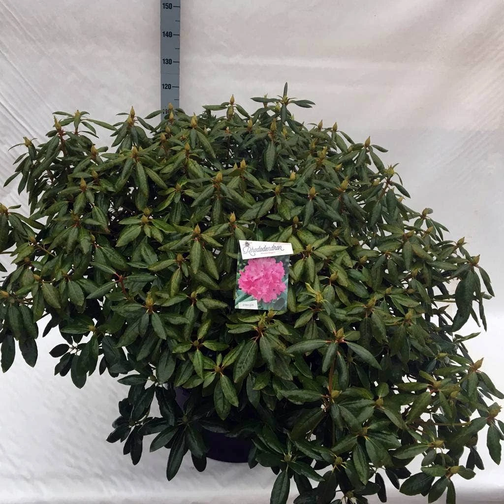 Rhododendron (Rhododendron 'Roseum Elegans') - Afbeelding 17
