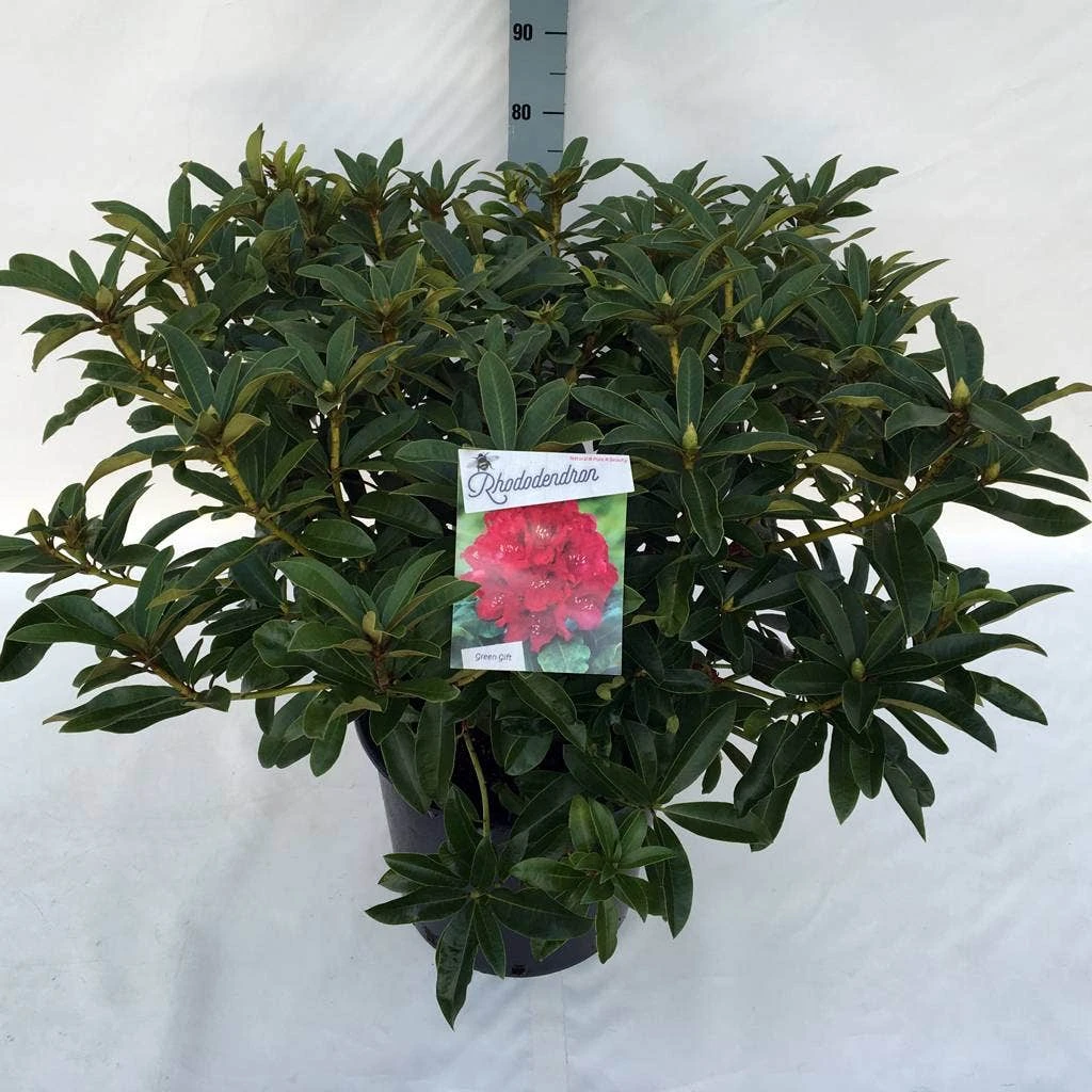 Rhododendron (Rhododendron 'Wilgen's Ruby') - Afbeelding 9