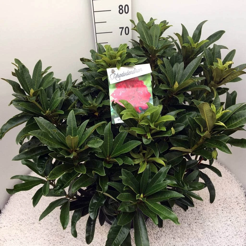 Rhododendron (Rhododendron 'Wilgen's Ruby') - Afbeelding 6