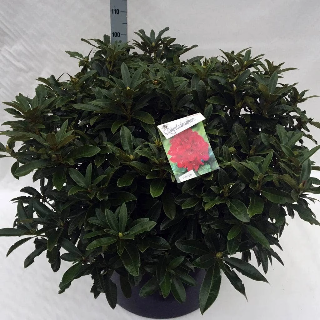 Rhododendron (Rhododendron 'Wilgen's Ruby') - Afbeelding 15