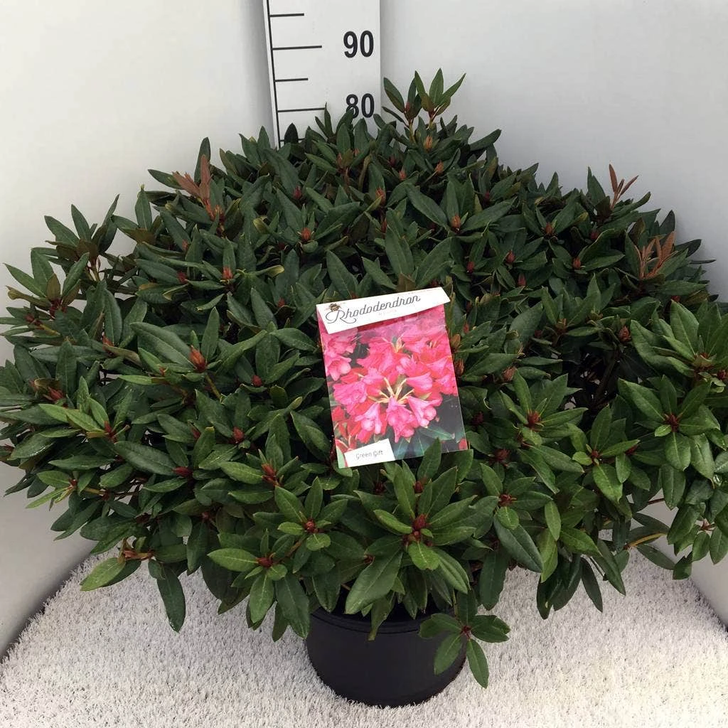 Rhododendron (Rhododendron 'Winsome') - Afbeelding 5
