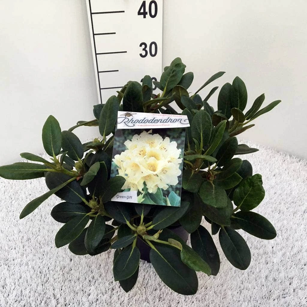 Rhododendron (Rhododendron 'Flava') - Afbeelding 4