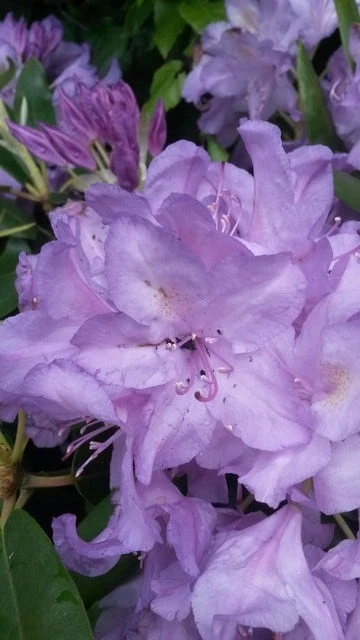 Rhododendron (Rhododendron Catawbiense 'Boursault') - Afbeelding 2