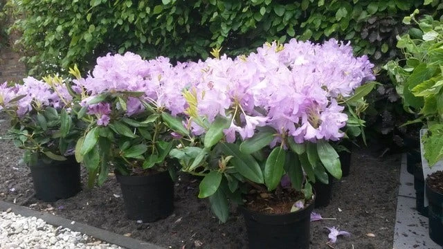 Rhododendron (Rhododendron Catawbiense 'Boursault') - Afbeelding 3