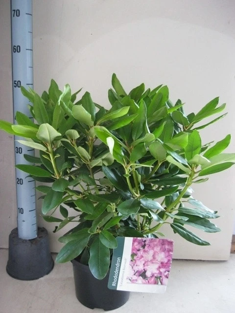 Rhododendron (Rhododendron Catawbiense 'Boursault') - Afbeelding 9