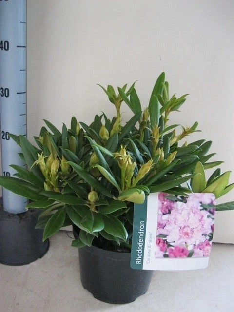 Dwergrhododendron (Rhododendron 'Caroline Allbrook') - Afbeelding 3