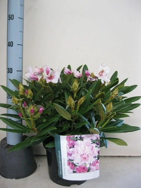 Dwergrhododendron (Rhododendron 'Caroline Allbrook') - Afbeelding 4
