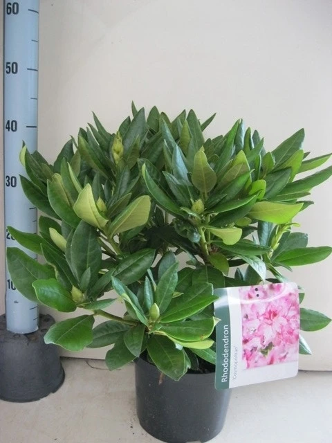 Rhododendron (Rhododendron 'Cosmopolitan') - Afbeelding 16