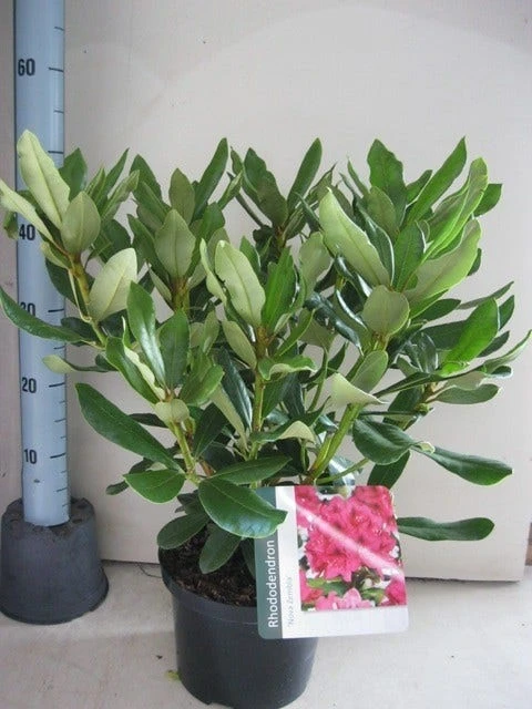 Rhododendron (Rhododendron 'Nova Zembla') - Afbeelding 4