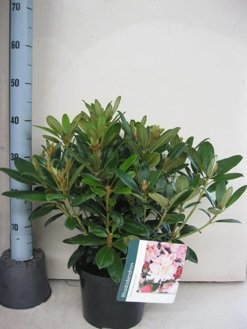Rhododendron (Rhododendron 'Percy Wiseman') - Afbeelding 14