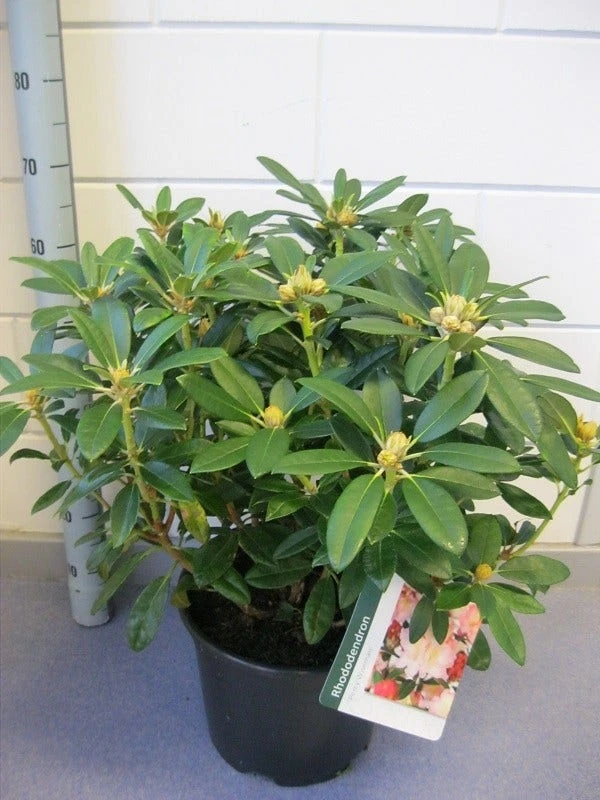 Rhododendron (Rhododendron 'Percy Wiseman') - Afbeelding 4