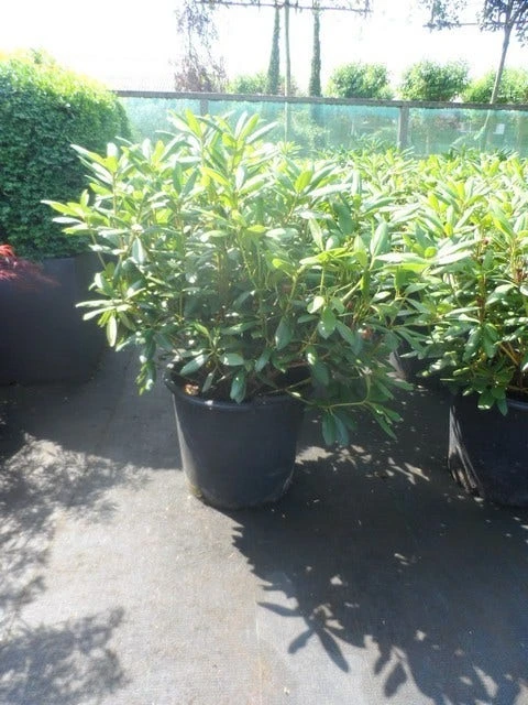 Rhododendron (Rhododendron 'Roseum Elegans') - Afbeelding 3