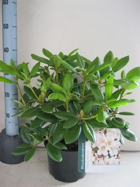 Rhododendron (Rhododendron 'Virginia Richards') - Afbeelding 2