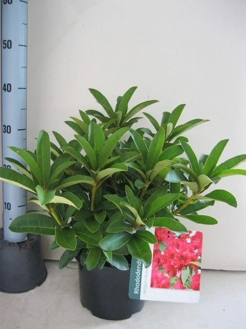 Rhododendron (Rhododendron 'Wilgen's Ruby') - Afbeelding 2
