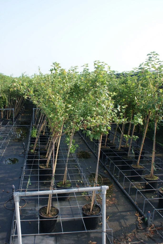 Rode Kruisbes Op Stam (Ribes Uva-crispa 'Hinnonmaki Röd') - Afbeelding 2
